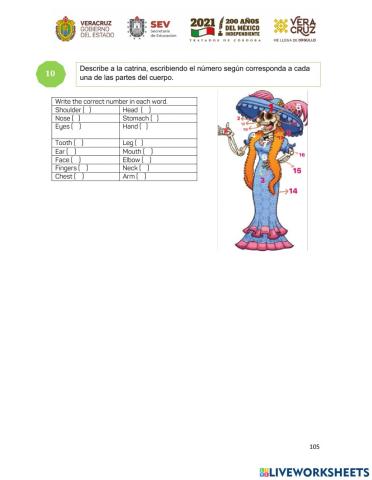 Partes del cuerpo en inglès