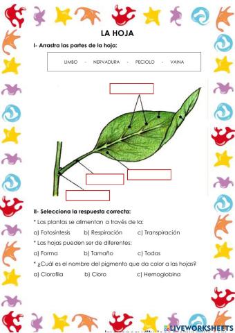 La hoja y sus partes