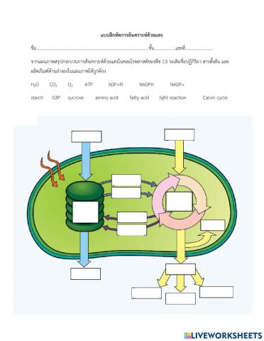 คำถามการสังเคราะห์ด้วยแสง