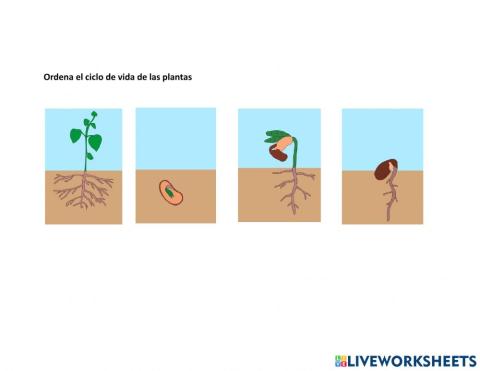 Ciclo de crecimiento de las plantas