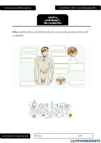 ระบบต่อมไร้ท่อ