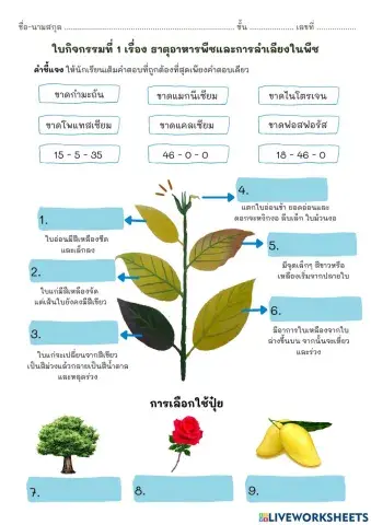 ใบกิจกรรมที่ 1 ธาตุอาหารพืชและการลำเลียงในพืช