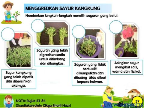 Penggredan kangkung