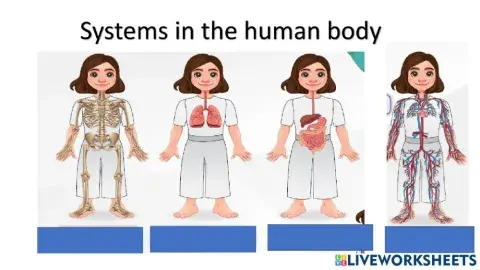 Human system