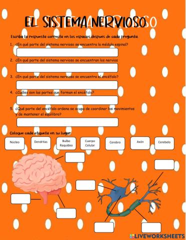 Sistema Nervioso