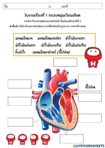 โครงสร้างของหัวใจ