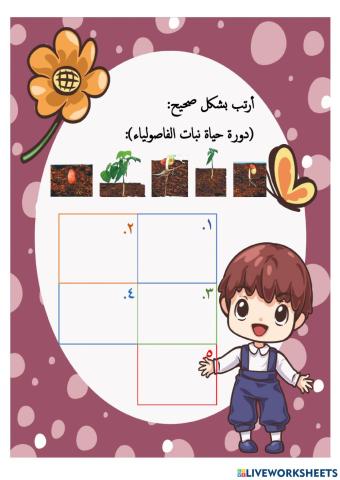 دورة حياة الفاصولياء