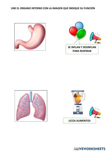Función de los organos internos estomago y pulmones
