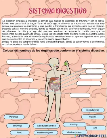 El sistema digestivo
