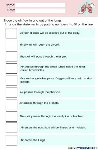 Respiratory System  Worksheet