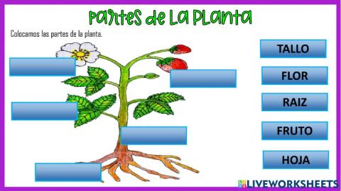 Partes de la planta
