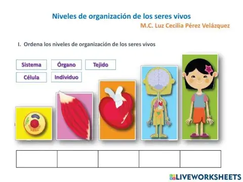 Niveles de organización de los seres vivos