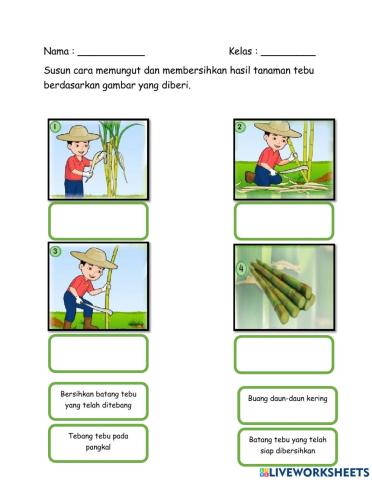 Cara memungut dan membersihkan hasil tanaman