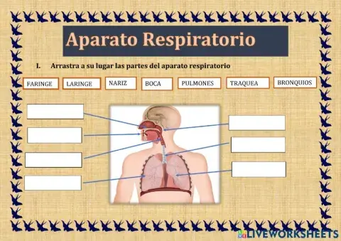 Sistema respiratorio