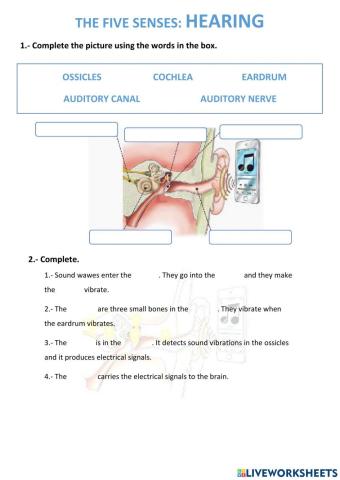 The five senses: hearing.