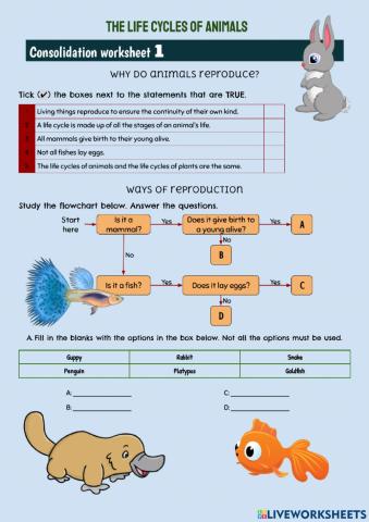 Life cycles of animals