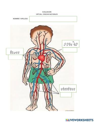 Sistemas, respiratorio,circulatorio,oseo,muscular. en LSB