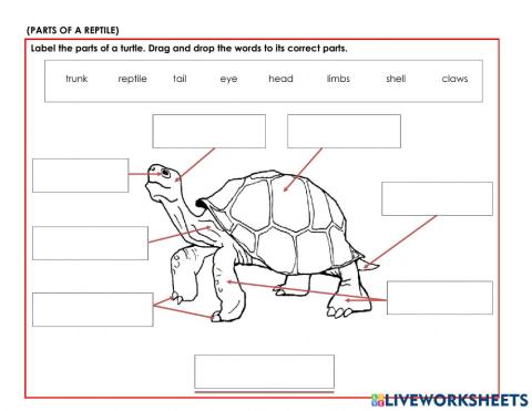 Parts of Reptile