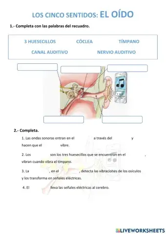 Los cinco sentidos: el oído.