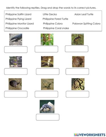 Types of Philippine Reptiles