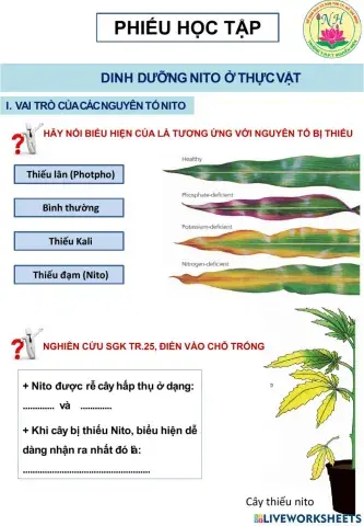 Bài 5,6 Dinh dưỡng nito ở thực vật