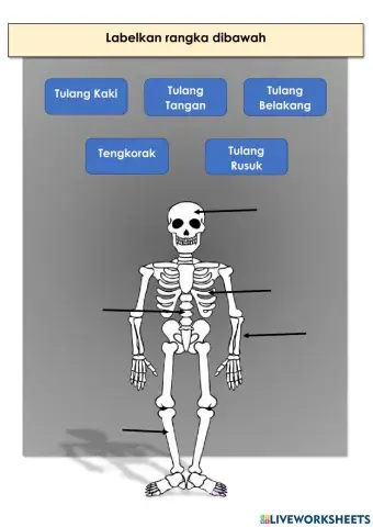 Sistem rangka dan sendi