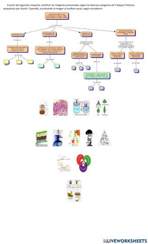 Tipos de Trabajos Prácticos