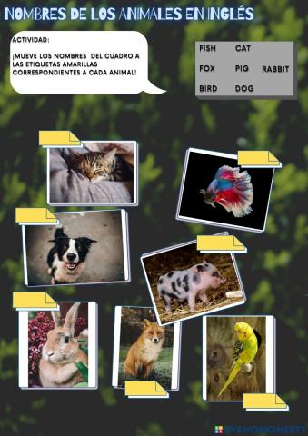Tp°6 animales en inglés