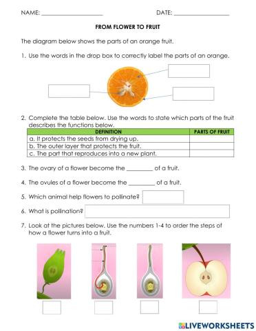 YR 5 FLOWER TO FRUIT 1