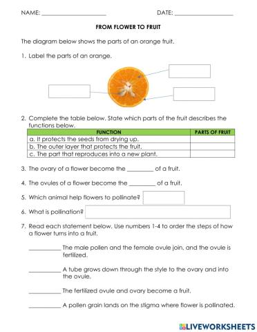 YR 5 FLOWER TO FRUIT 3