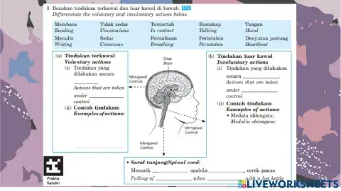 C1 stimuli and response