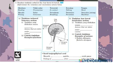 C1 stimuli and response