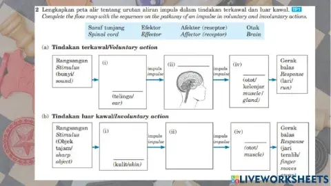 C1 stimuli and response