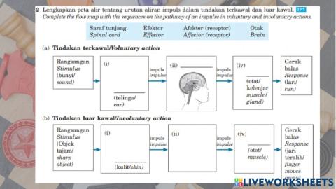 C1 stimuli and response