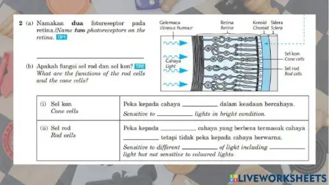 C1 stimuli and response