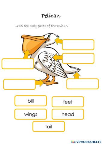 Label the Pelican