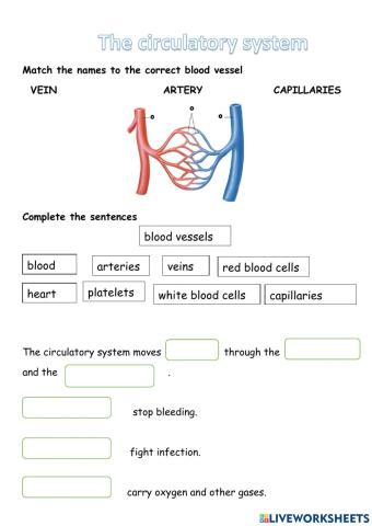 The circulatory system