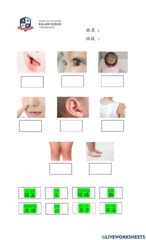 Anggota Tubuh Mandarin