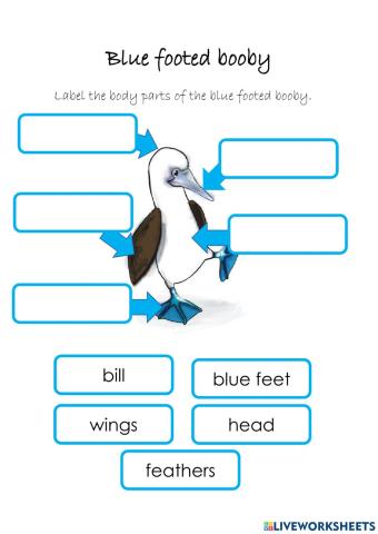 Label the blue footed booby
