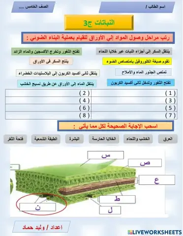النباتات ج3