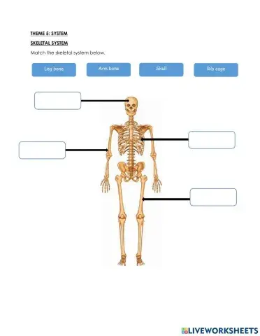 Skeletal system