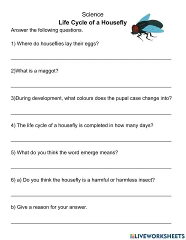 Life Cycle of a Housefly
