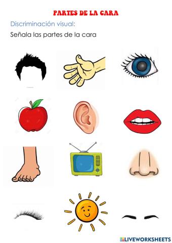 Partes de la cara