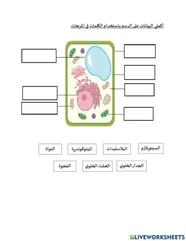 الخلية النباتية