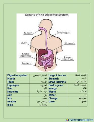 The digestive system