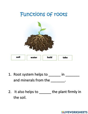 Functions of the root