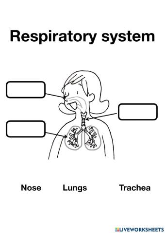 Raspiratory System