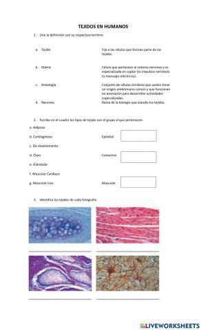 Los tejidos Humanos