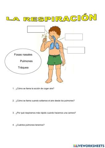 La respiración 3º
