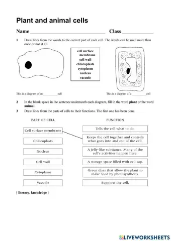 Plant and animals cells